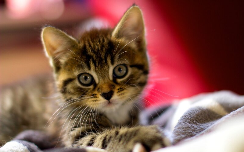 Tabby Kitten Lying — Brown, Calm