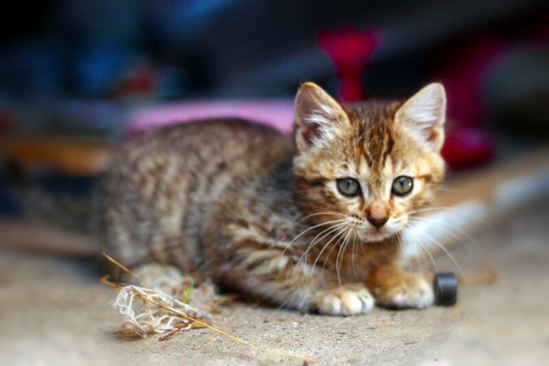 Tabby Kitten Lying — Brown, Curious, Photograph