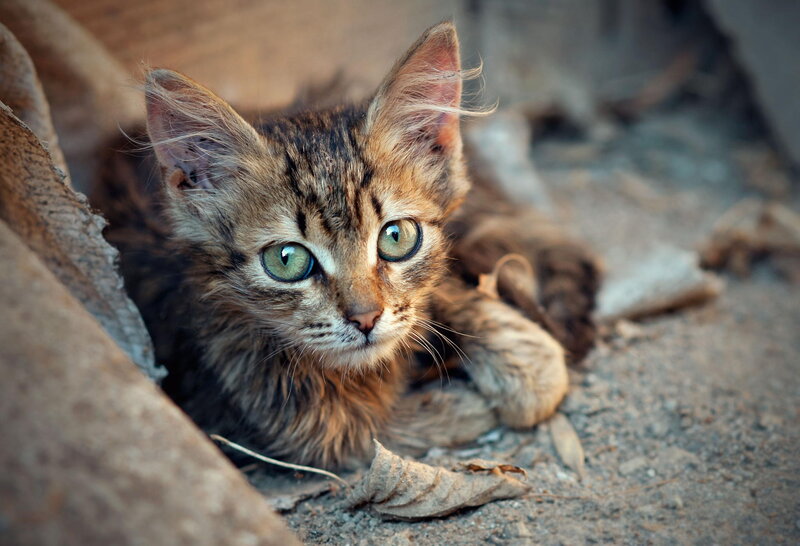 Tabby Kitten Lying — Brown, Curious