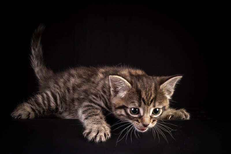 Tabby Kitten Lying — Brown, Dramatic