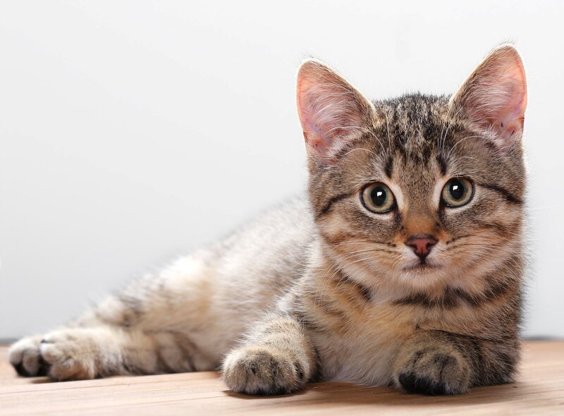 Tabby Kitten Lying — Calm