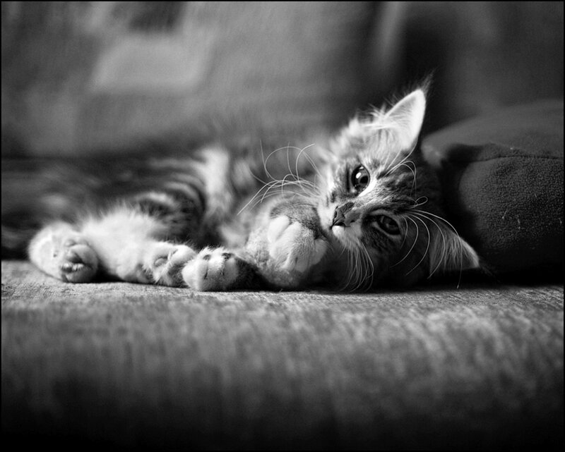 Tabby Kitten Lying Down — Black, Calm