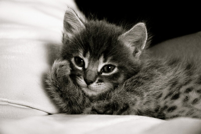 Tabby Kitten Lying Down — Black