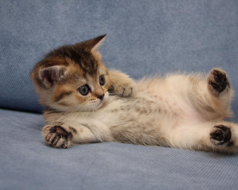 Tabby Kitten Lying Down — Blue, Calm, Photograph, Couch