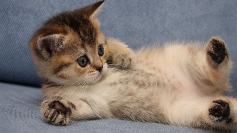 Tabby Kitten Lying Down — Blue, Calm, Photograph