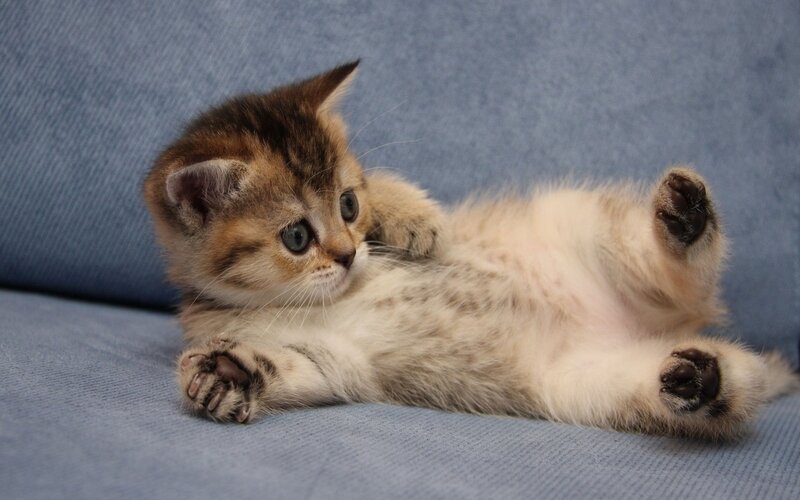 Tabby Kitten Lying Down — Blue, Calm