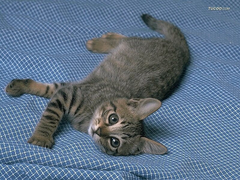 Tabby Kitten Lying Down — Blue