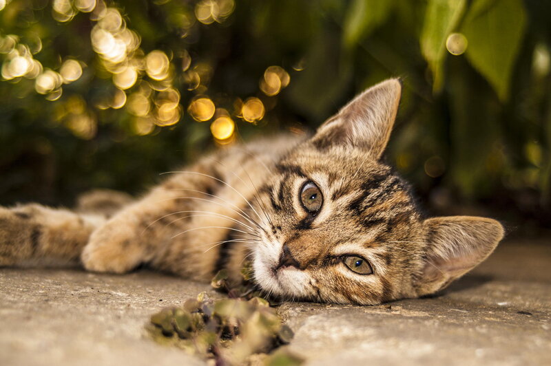 Tabby Kitten Lying Down — Brown, Calm, Afternoon, Photograph, Leaves