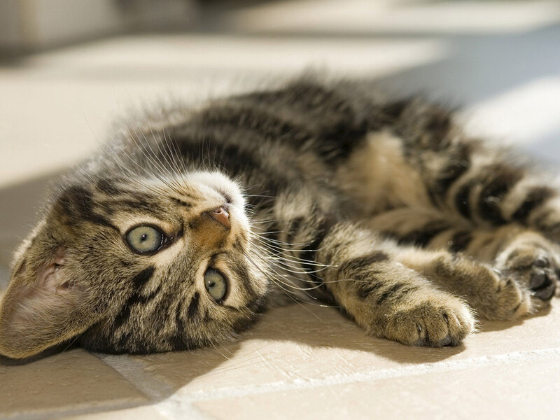 Tabby Kitten Lying Down — Brown, Calm, Afternoon, Photograph