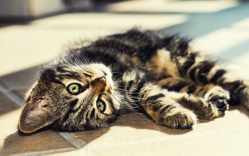 Tabby Kitten Lying Down — Brown, Calm, Afternoon