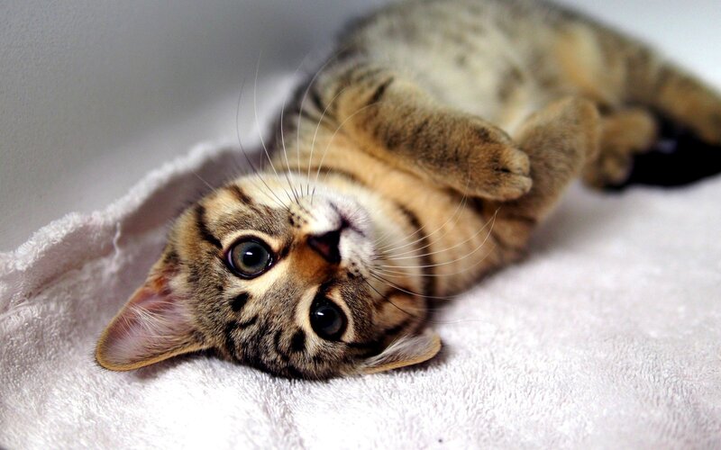 Tabby Kitten Lying Down — Brown, Calm, Photograph, Blanket