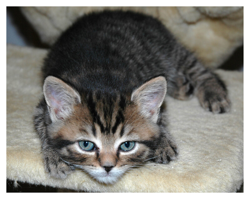 Tabby Kitten Lying Down — Brown, Calm, Photograph, Cat, Cushion
