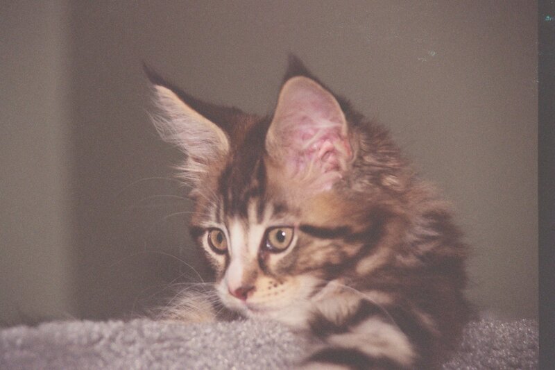 Tabby Kitten Lying Down — Brown, Calm, Photograph, Cat, Fabric
