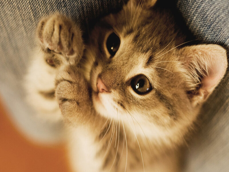Tabby Kitten Lying Down — Brown, Calm, Photograph, Cat, Jeans
