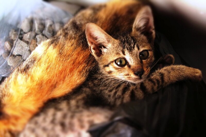 Tabby Kitten Lying Down — Brown, Calm, Photograph, Cat, Plastic Bag
