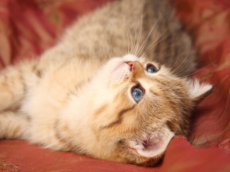 Tabby Kitten Lying Down — Brown, Calm, Photograph, Cat