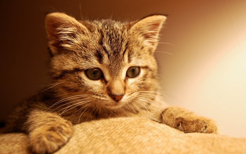 Tabby Kitten Lying Down — Brown, Calm, Photograph, Cat, Whiskers