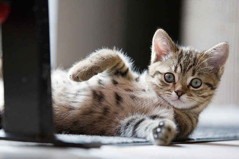 Tabby Kitten Lying Down — Brown, Calm, Photograph, Floor