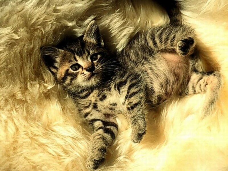 Tabby Kitten Lying Down — Brown, Calm, Photograph, Fluffy Surface