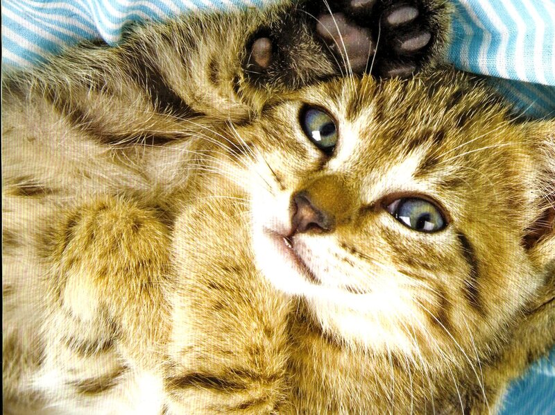 Tabby Kitten Lying Down — Brown, Calm, Photograph, Paws, Blanket