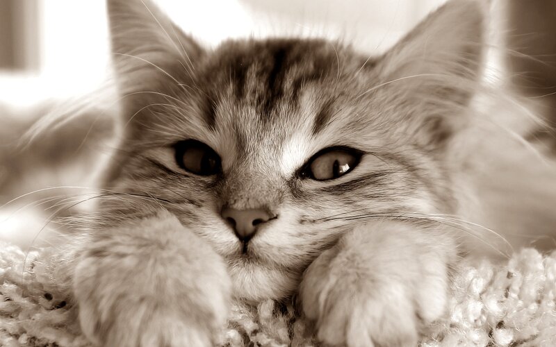Tabby Kitten Lying Down — Brown, Calm, Photograph, Paws