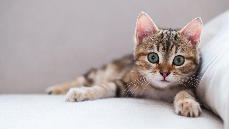 Tabby Kitten Lying Down — Brown, Calm, Photograph, Pillow