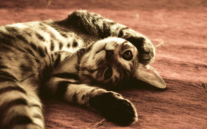 Tabby Kitten Lying Down — Brown, Calm, Photograph, Rug