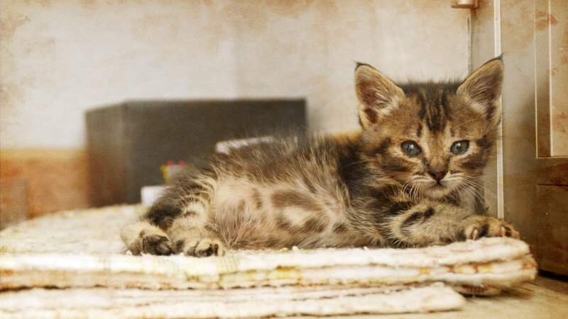 Tabby Kitten Lying Down — Brown, Calm, Photograph, Rug, Wall