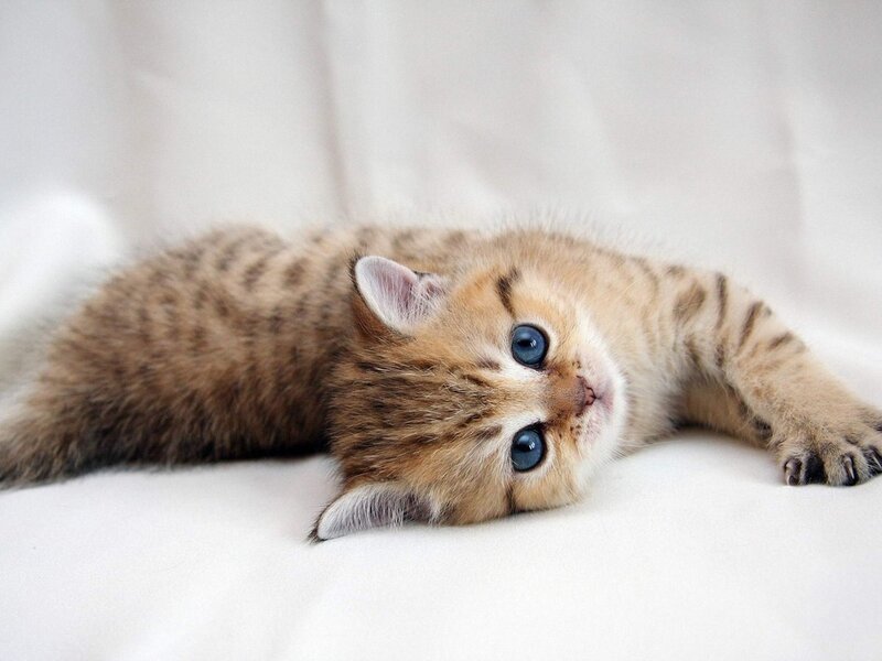 Tabby Kitten Lying Down — Brown, Calm, Photograph