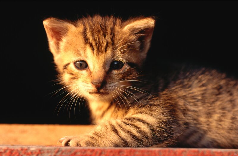 Tabby Kitten Lying Down — Brown, Calm, Photograph, Whiskers, Paw
