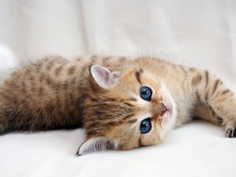 Tabby Kitten Lying Down — Brown, Calm, Photograph, White Surface