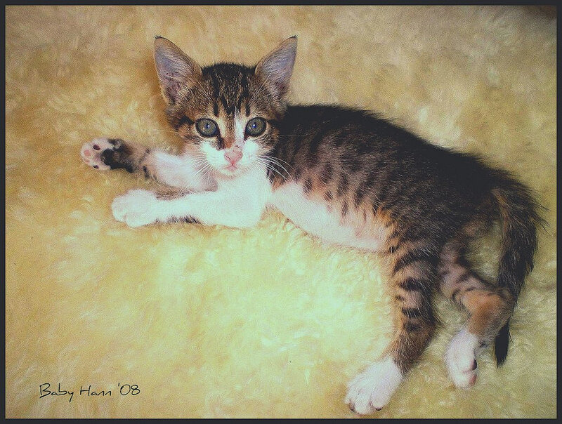 Tabby Kitten Lying Down — Brown, Calm
