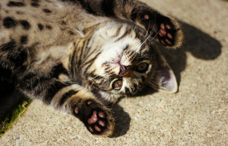 Tabby Kitten Lying Down — Brown, Playful, Afternoon, Photograph, Paws