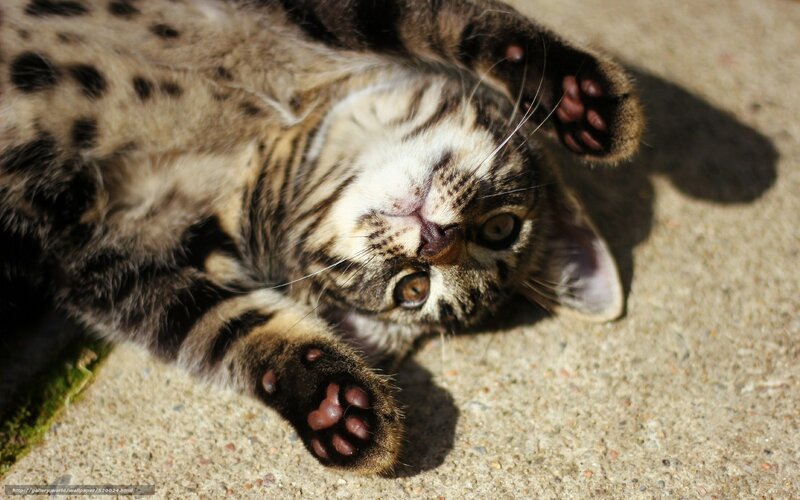 Tabby Kitten Lying Down — Brown, Playful, Afternoon, Photograph