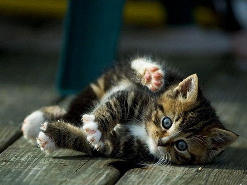 Tabby Kitten Lying Down — Brown, Playful, Afternoon
