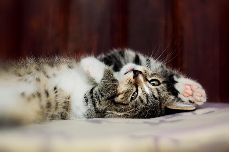 Tabby Kitten Lying Down — Brown, Playful, Photograph, Cat