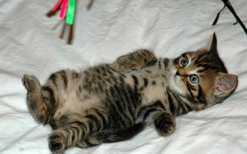 Tabby Kitten Lying Down — Brown, Playful, Photograph