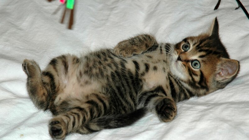 Tabby Kitten Lying Down — Brown, Playful, Photograph, White Blanket