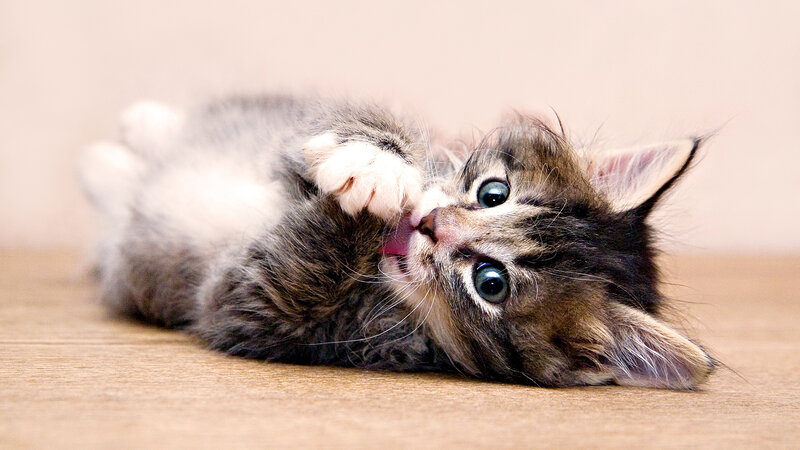 Tabby Kitten Lying Down — Brown, Playful
