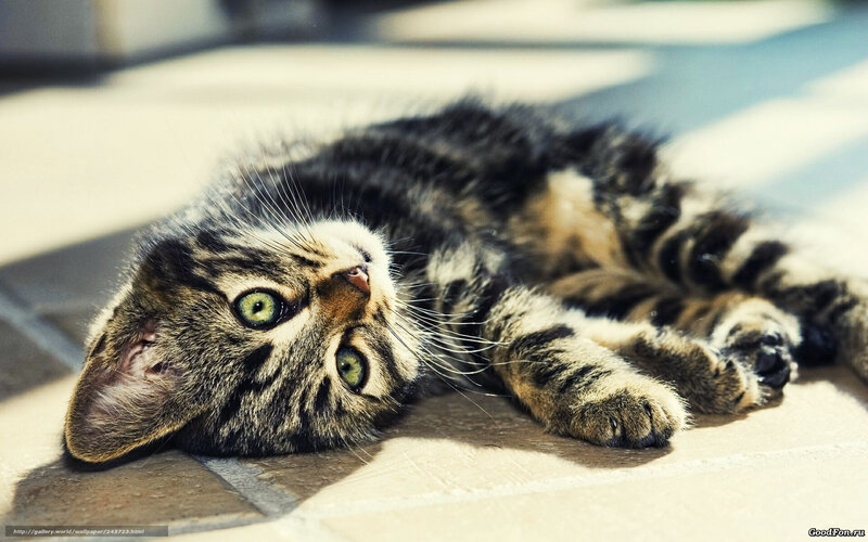 Tabby Kitten Lying Down — Brown, Relaxed, Afternoon