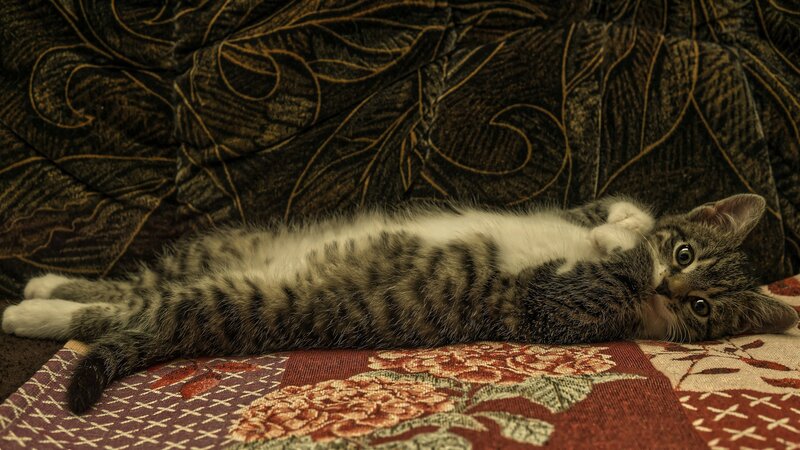 Tabby Kitten Lying Down — Brown, Relaxed, Photograph, Couch