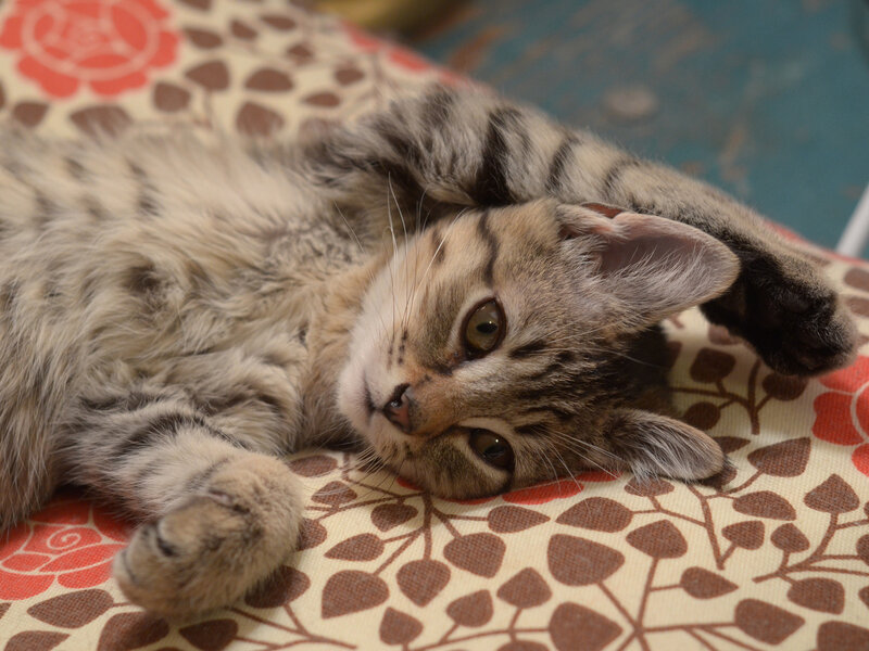 Tabby Kitten Lying Down — Brown, Relaxed, Photograph, Pillow