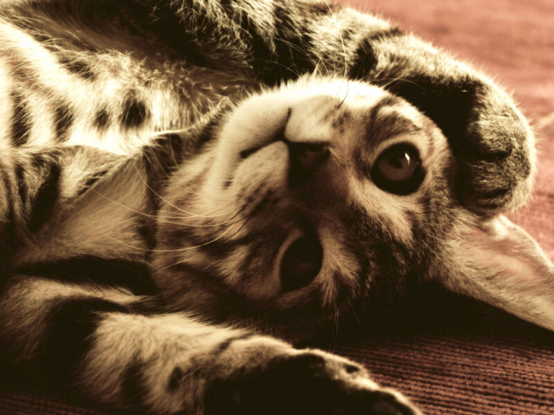 Tabby Kitten Lying Down — Brown