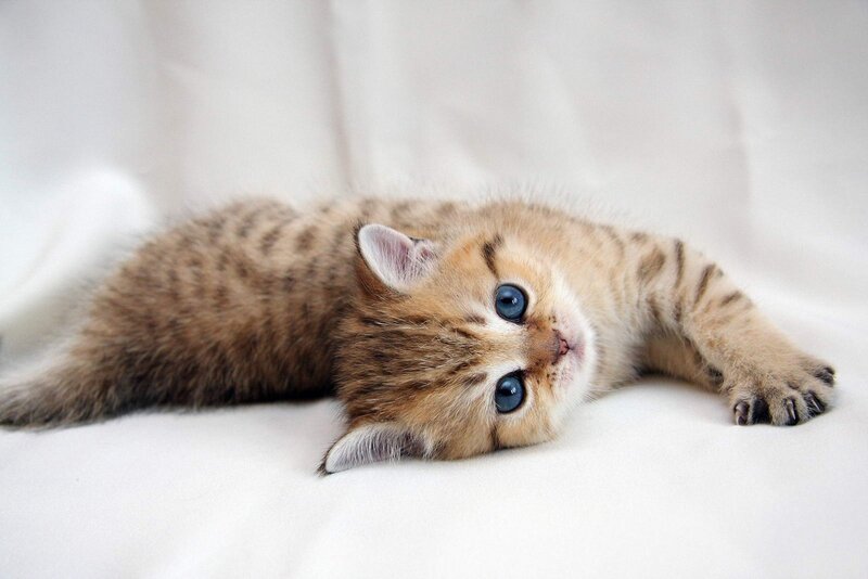 Tabby Kitten Lying Down — Calm