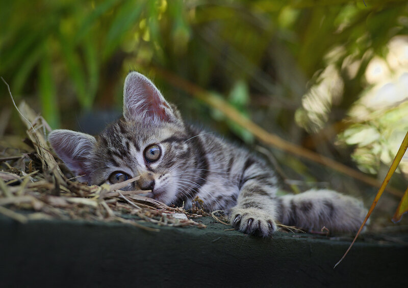 Tabby Kitten Lying Down — Gray, Calm, Afternoon