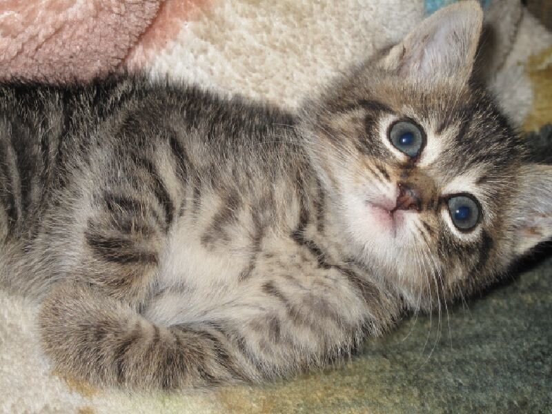 Tabby Kitten Lying Down — Gray, Calm, Photograph, Blanket