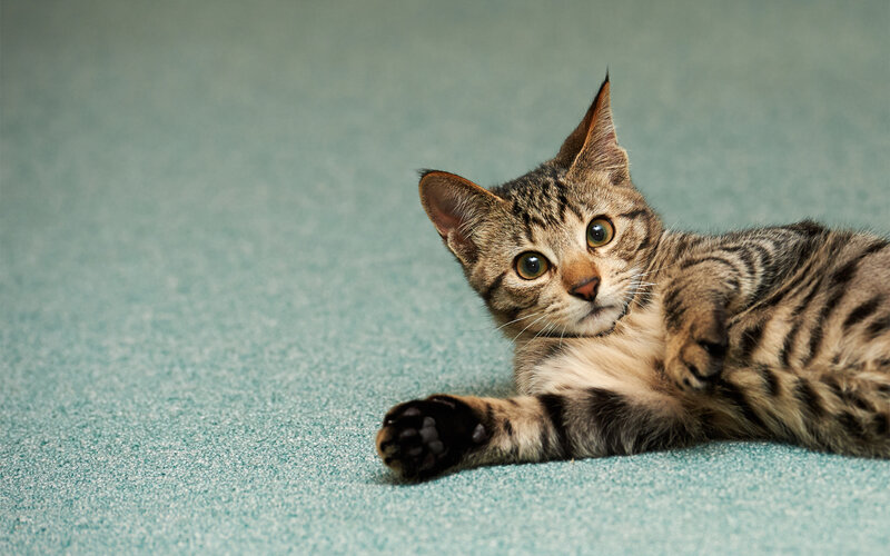 Tabby Kitten Lying Down — Gray, Calm, Photograph, Carpet
