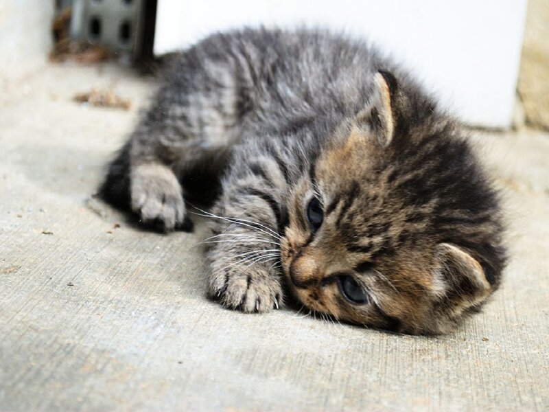 Tabby Kitten Lying Down — Gray, Calm, Photograph, Concrete Floor