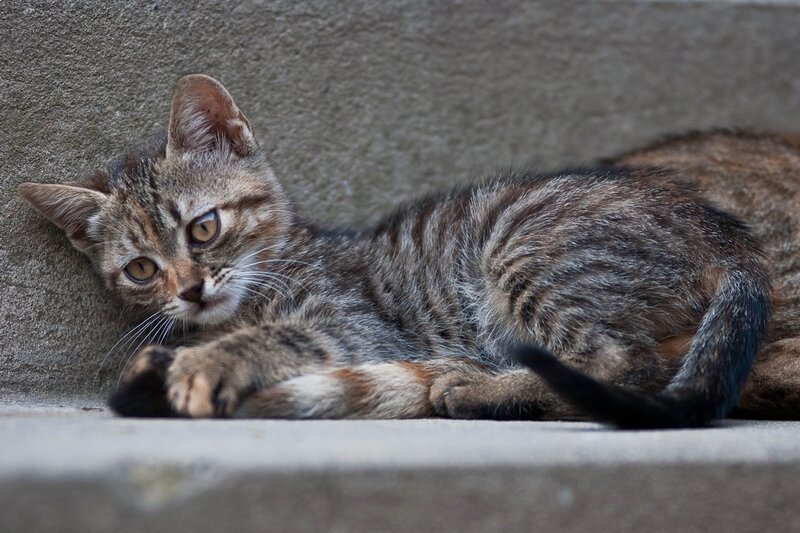 Tabby Kitten Lying Down — Gray, Calm, Photograph, Concrete Wall