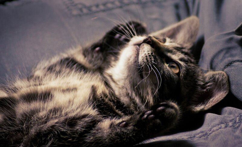 Tabby Kitten Lying Down — Gray, Calm, Photograph, Fabric